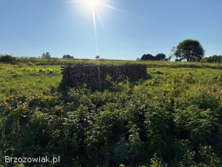 Sprzedam Drzewo Osika