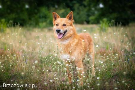 Lisek,  przyjazny,  wesoły rudzielec szuka domu!