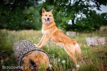 Lisek,  przyjazny,  wesoły rudzielec szuka domu!