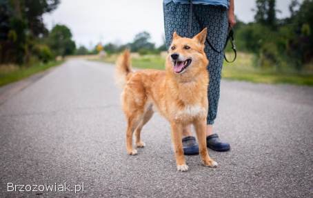 Lisek,  przyjazny,  wesoły rudzielec szuka domu!