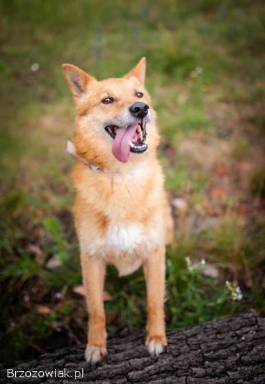 Lisek,  przyjazny,  wesoły rudzielec szuka domu!