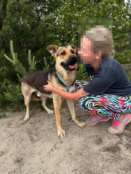 Magnus -  młodziutki,  kochany oczarkowaty dzieciak