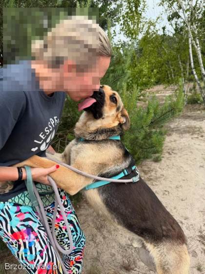 Magnus -  młodziutki,  kochany oczarkowaty dzieciak