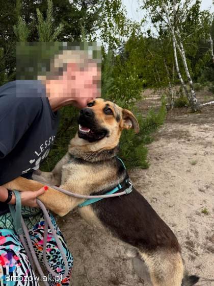 Magnus -  młodziutki,  kochany oczarkowaty dzieciak