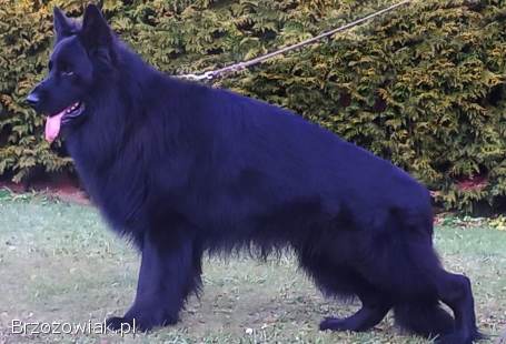 Owczarek niemiecki długowłosy szczeniaki z metryką FCI