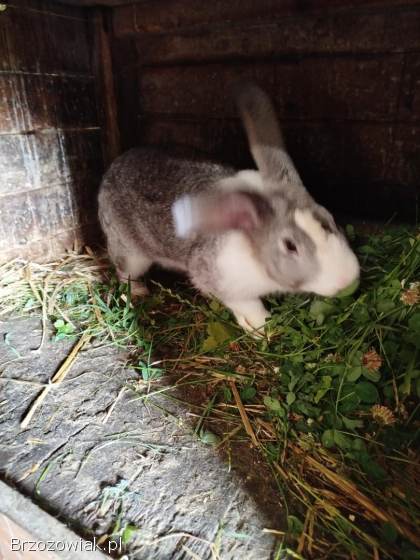 Króliki