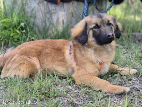 Cudowny Bursztynek -  malutkie szczęście do pokochania!