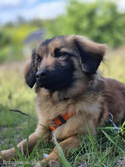 Cudowny Bursztynek -  malutkie szczęście do pokochania!