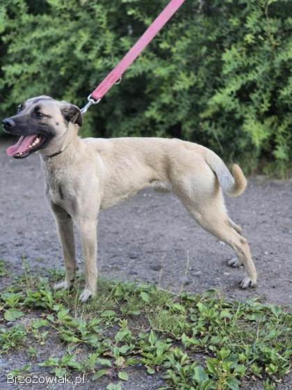 Bianko -  domowy psiak zamknięty w piwnicy,  pomocy!