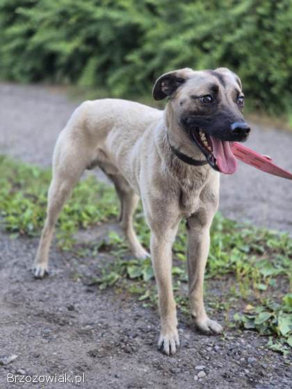 Bianko -  domowy psiak zamknięty w piwnicy,  pomocy!
