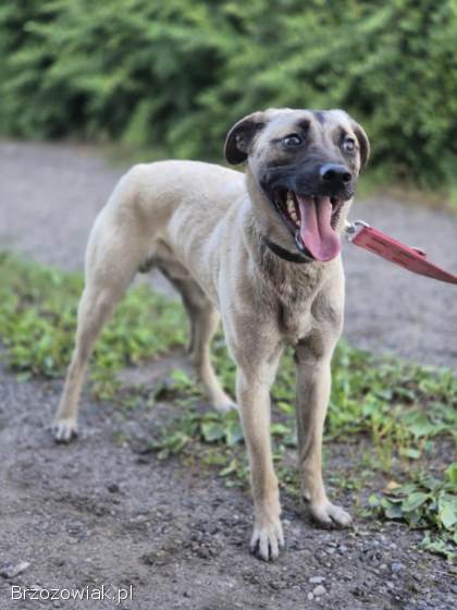 Bianko -  domowy psiak zamknięty w piwnicy,  pomocy!