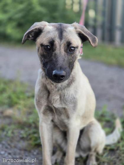 Bianko -  domowy psiak zamknięty w piwnicy,  pomocy!