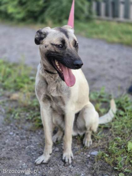 Bianko -  domowy psiak zamknięty w piwnicy,  pomocy!