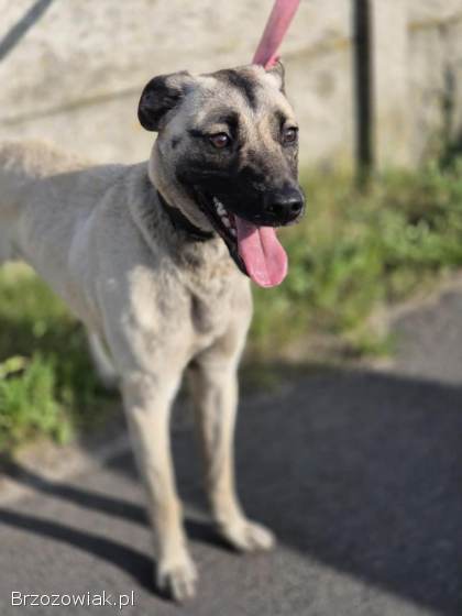 Bianko -  domowy psiak zamknięty w piwnicy,  pomocy!