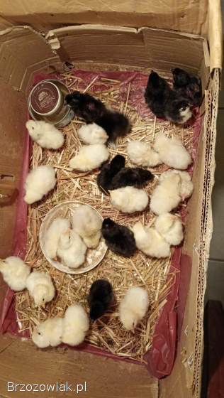 Kurczęta leghorn i zwykłe