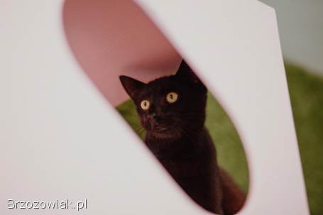 Koks -  super kocię szuka domu!