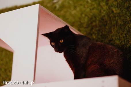 Koks -  super kocię szuka domu!