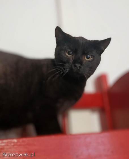 Koks -  super kocię szuka domu!