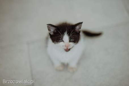 Kocięta PILNIE szukają domów!