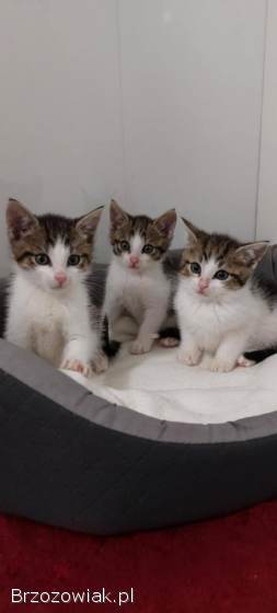 Kocięta PILNIE szukają domów!