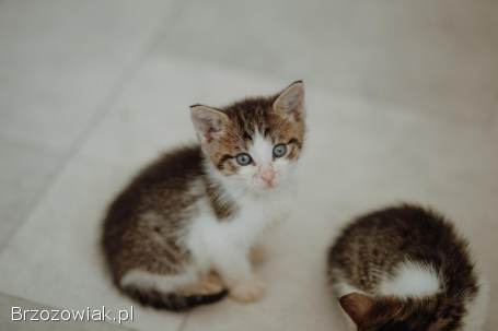 Kocięta PILNIE szukają domów!