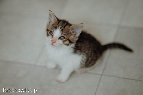 Kocięta PILNIE szukają domów!