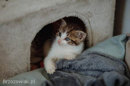 Kocięta PILNIE szukają domów!