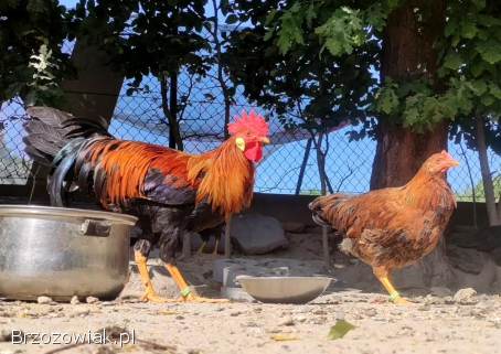 Zarodowe Kury rasy Włoszka -  Czystej Krwi -  Różnobarwne