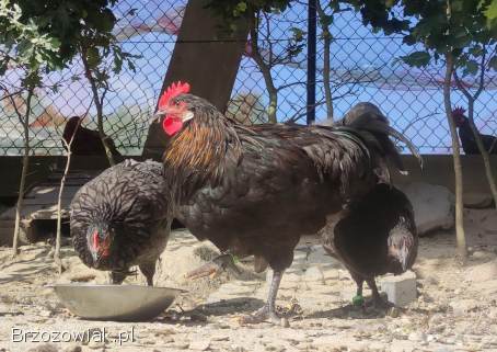 Zarodowe Kury rasy Włoszka -  Czystej Krwi -  Różnobarwne