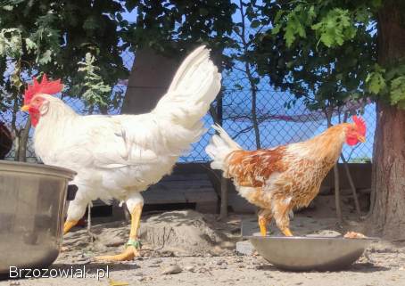 Zarodowe Kury rasy Włoszka -  Czystej Krwi -  Różnobarwne