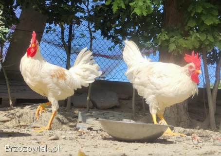 Zarodowe Kury rasy Włoszka -  Czystej Krwi -  Różnobarwne