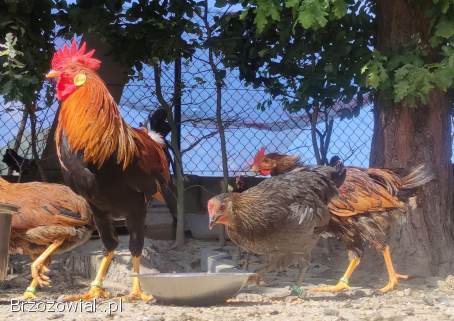Zarodowe Kury rasy Włoszka -  Czystej Krwi -  Różnobarwne
