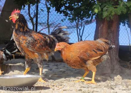 Zarodowe Kury rasy Włoszka -  Czystej Krwi -  Różnobarwne