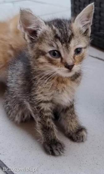 Oddam małe kotki