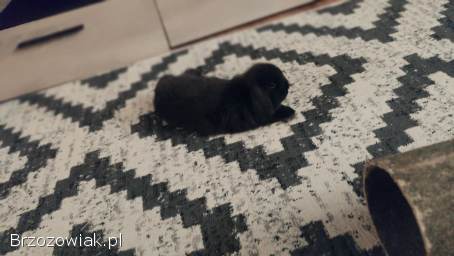 Króliki mini lop