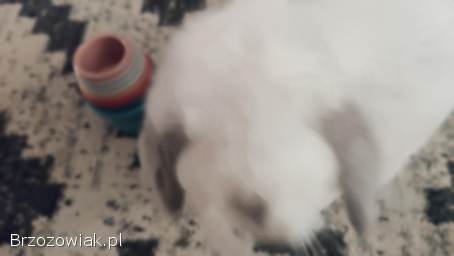 Króliki mini lop