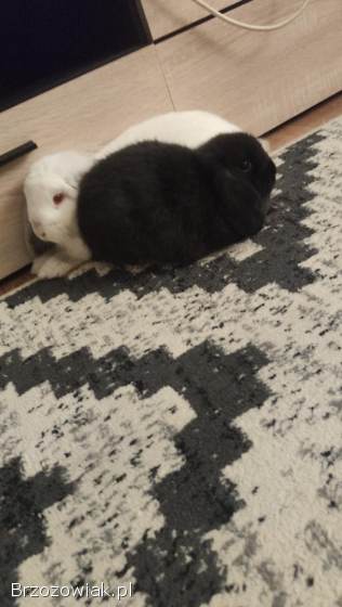 Króliki mini lop