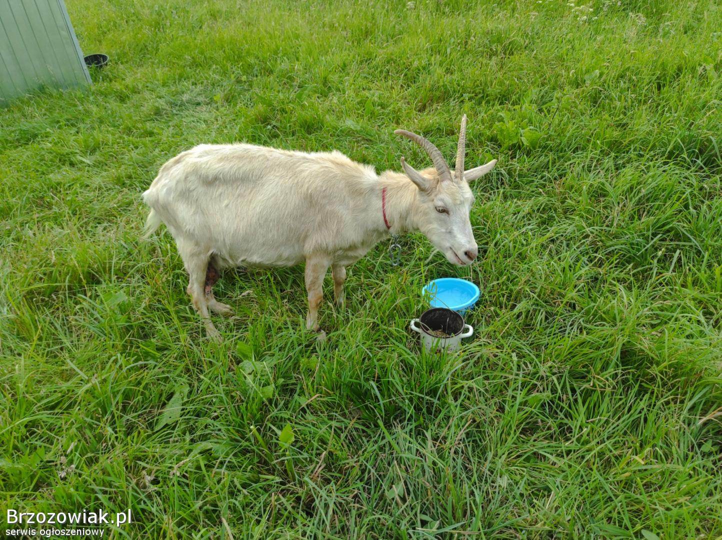Koza 3 letnia z rogami