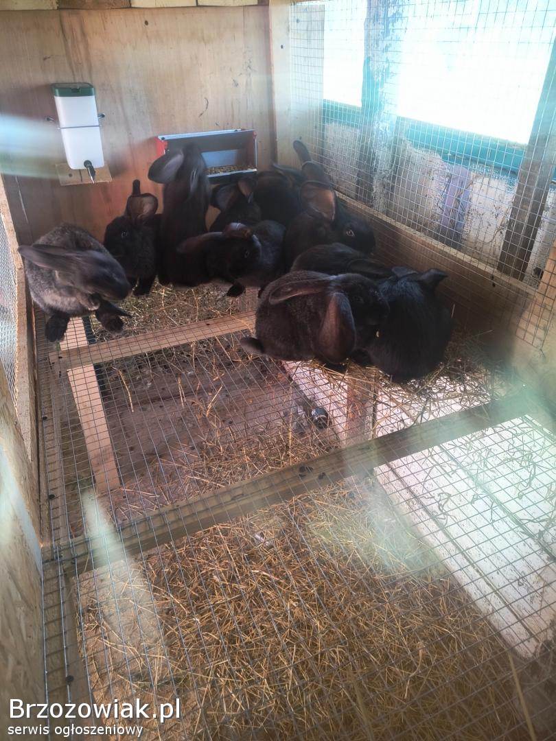 Samce króliki belgi