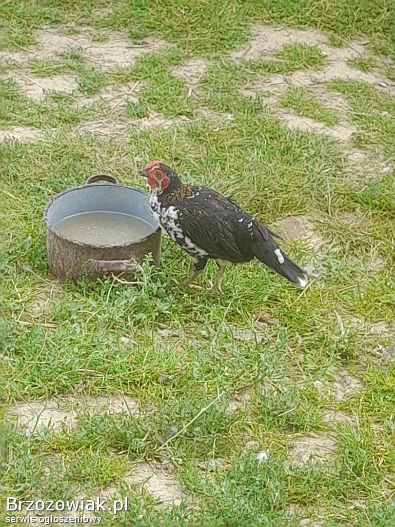 Sprzedam trzy koguty liputki