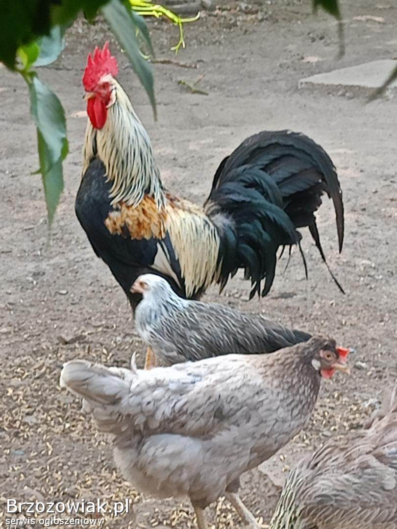 Kogut włoszki