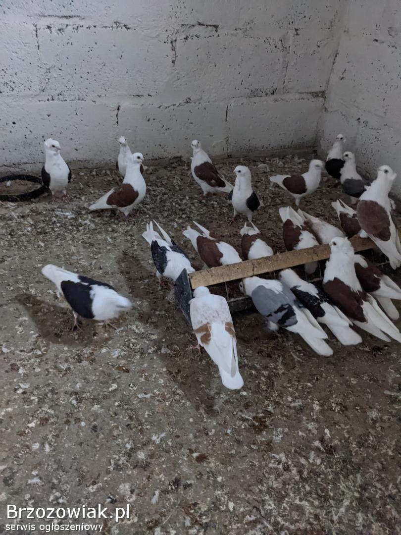 Sprzedam GOŁĘBIE MEWKI