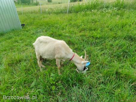 Koza 3 letnia z rogami