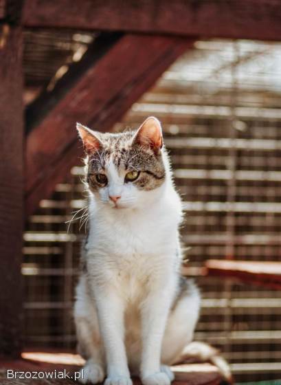 Valentino -  wesoły,  odważny,  przyjazny kocurek!