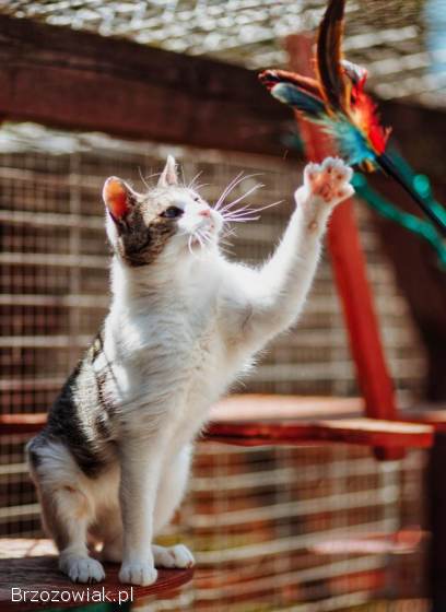 Valentino -  wesoły,  odważny,  przyjazny kocurek!