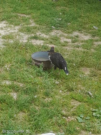 Sprzedam trzy koguty liputki