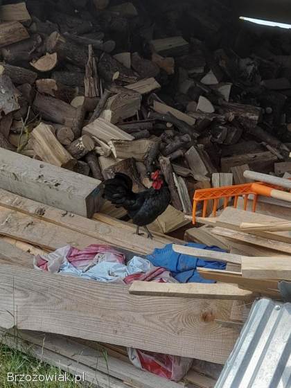 Sprzedam trzy koguty liputki