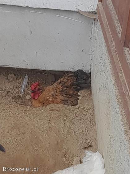Sprzedam trzy koguty liputki