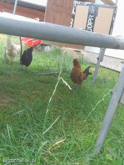 Sprzedam trzy koguty liputki