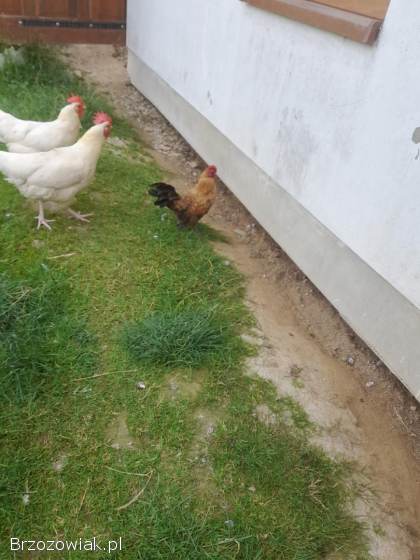 Sprzedam trzy koguty liputki